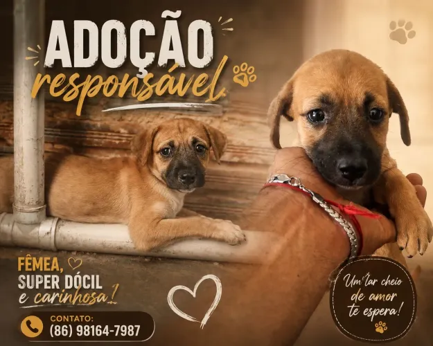 Adoção Responsável