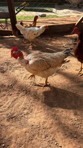 Galinha caipira Botando 