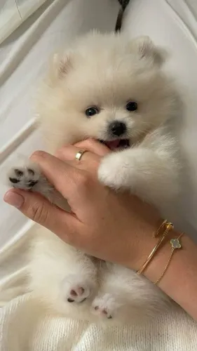 Cachorro Lulu da Pomerania filhote exclusivo, aproveite enquanto disponível