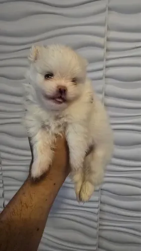 Spitz alemão fêmea (Lulu da pomerania) 