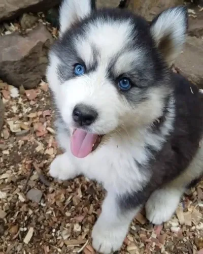 Baby Husky Siberiano com olhos azuis e ótima socialização