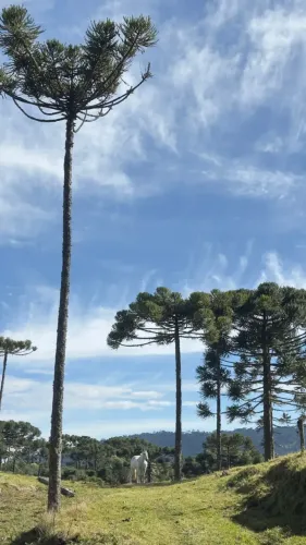 Chácara à Venda  7,04 ha | Santa Tereza, Urubici  SC