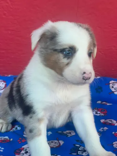 BORDER COLLIE FÊMEA MARAVILHOSA 