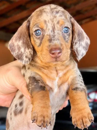 Dachshund minis com pedigree