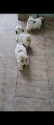 Shitzu