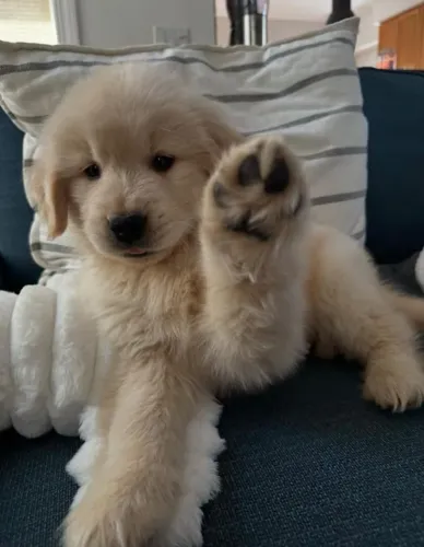 Filhotes de Golden Retriever | Muito amor em cada patinha