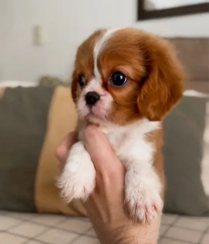 Cavalier macho com 60 dias vacinado e vermifugado 