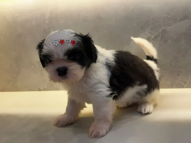 Shih Tzu fêmeas e machos