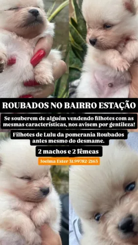 Não comprem foram roubados antes do desmame