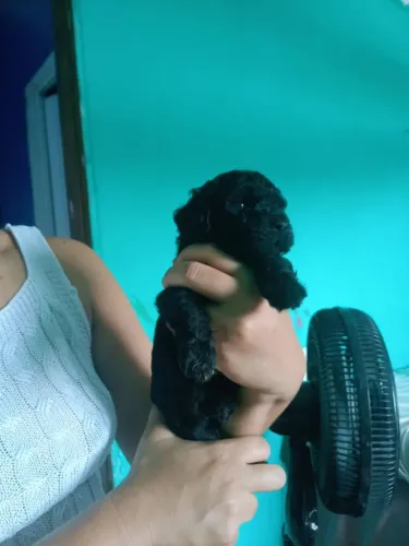 Lindos Filhotes de poodle 