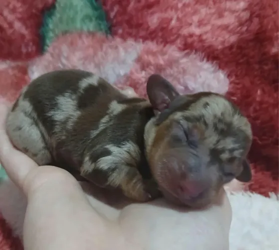Dachshund 