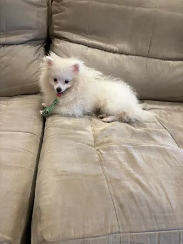 Spitz alemão macho 