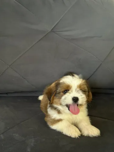 Vendo cachorro Shih Tzu Macho Puro