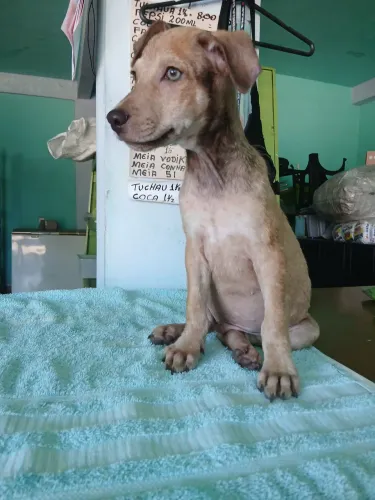 Doação de cachorro