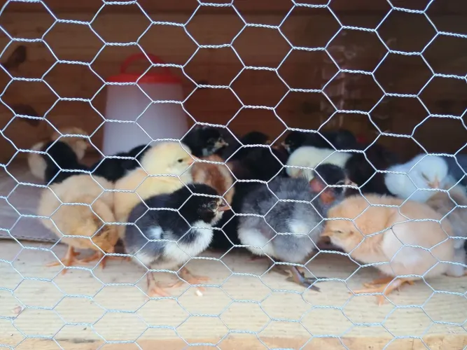 Vendo pintos caipira