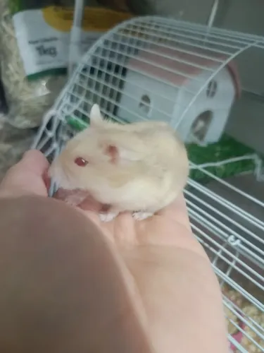 Hamster Anã e gaiola