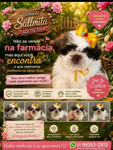 Baby Shihtzu super dócil/com contrato de compra e venda