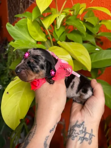 Basset dachshund anão filhotes 