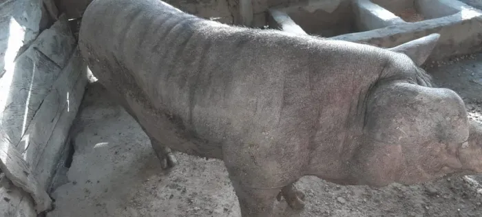 Vende-se raça Nilo 