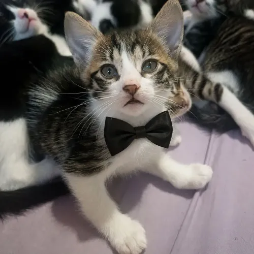 Gatinho filhote para adoção 