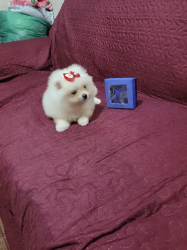 Spitz Alemão Anão