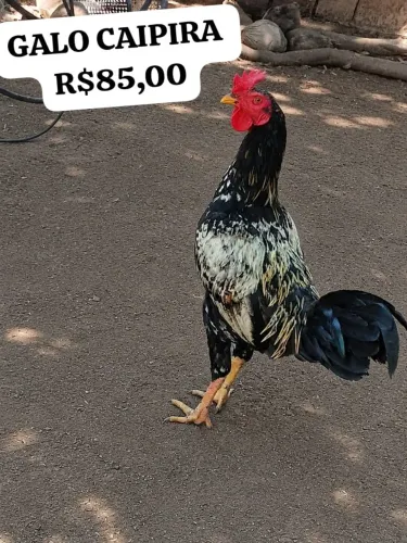 VENDO GALO CAIPIRA 