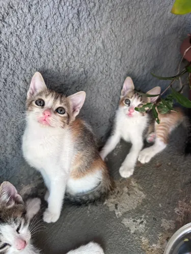 GATINHOS PARA ADOÇÃO RESPONSÁVEL!  ESCOLHA SEU BABY!