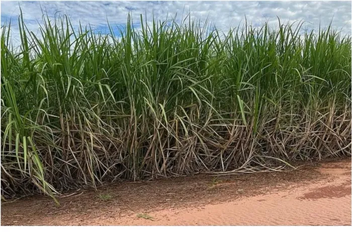 Fazenda de cana a 150 mil o alqueiro 