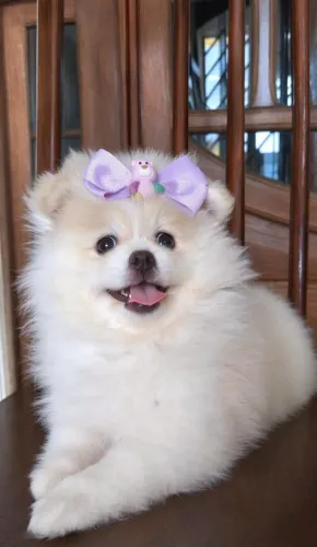 VENDO FILHOTE DE SPITZ ALEMÃO FÊMEA