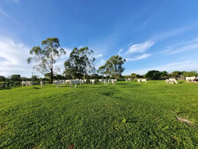 Fazenda à Venda  202 Hectares  Arinos/MG