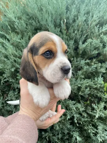 beagles são leopoldo