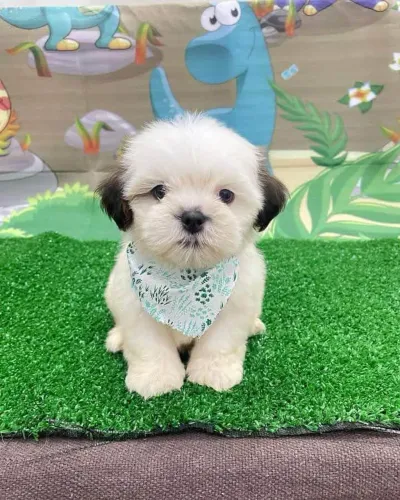 Filhote Shih Tzu, esses filhotes podem causar excesso de felicidade!
