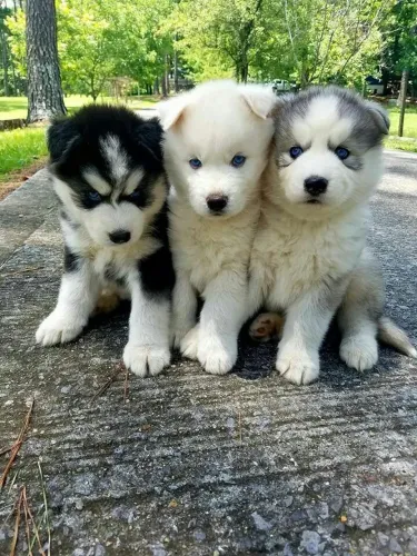 Filhotes de Husky Siberiano - Olhos Azuis Incríveis!