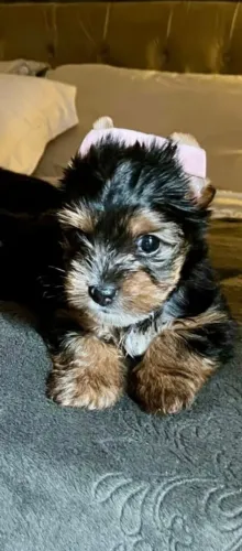 Yorkshire: Um Pedaço de Céu com 4 Patas