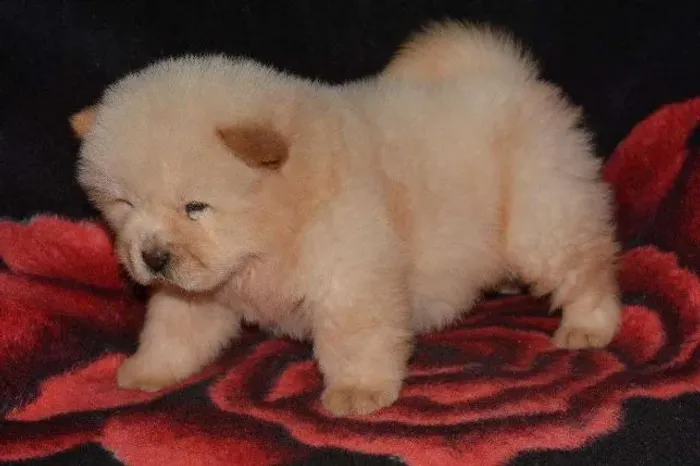 Chow-chow ligue para adquirir conosco *