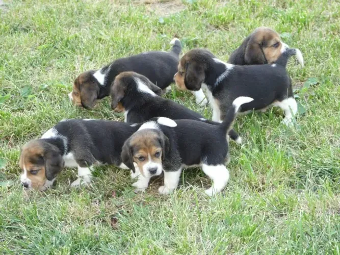 Fêmeas de Beagle vacinadas  com pedigree elas estão com 57 dias todas tricolor 