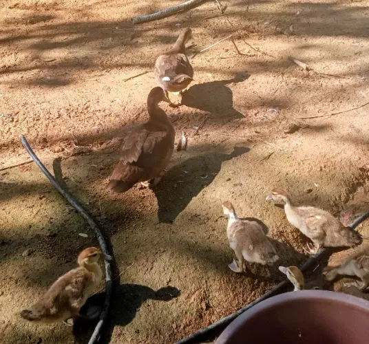 Pato Muscovy Chocolate