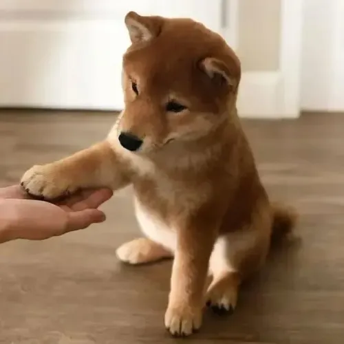 Seu Novo Companheiro -  Shiba Inu à Venda!