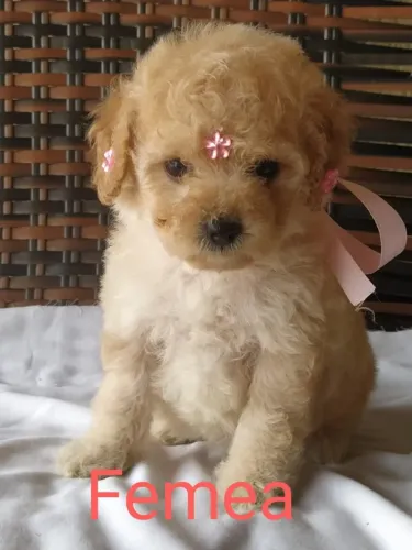 Poodle toy padrão CBKC, com suporte e assistencia Vet gratuita.