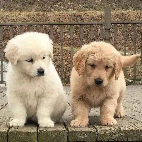 Dois filhotes de Golden Retriever mel/Caramelo