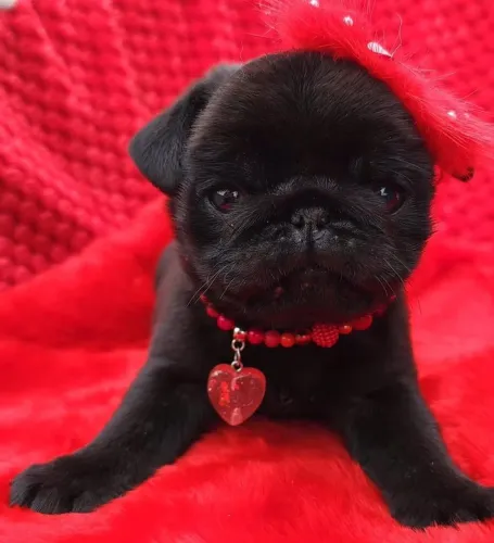 PUG FÊMEA MINI A PRONTA ENTREGA 