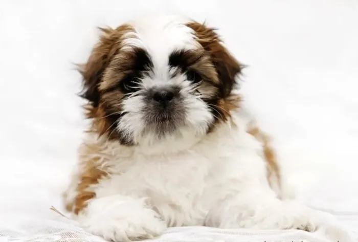 Shih-Tzu Mini Tricolor Macho - Pequeno, Esperto e Muito Divertido!