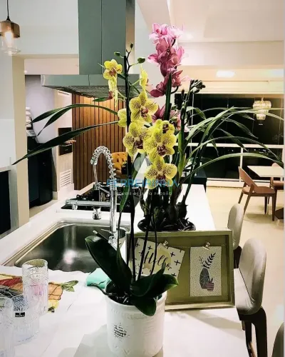 Apartamento para venda e locação, Vila Ema, São José dos Campos, SP