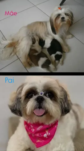 Vende-se shih-tzu fêmea