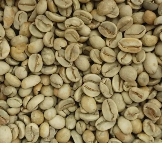 Café cru/verde 100% Arábica