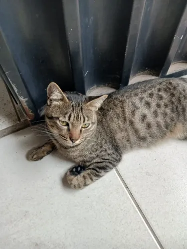 Gato Macho