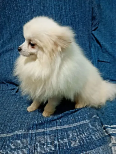 Spitz alemão macho anão com 7 meses com todas as vacinas 