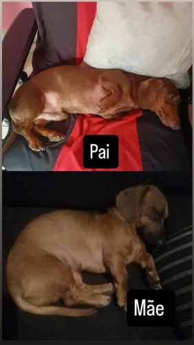 Cachorros a venda 500 reais 3 machos e 2 fêmeas
