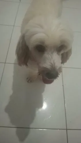 Cachorro para cruzar