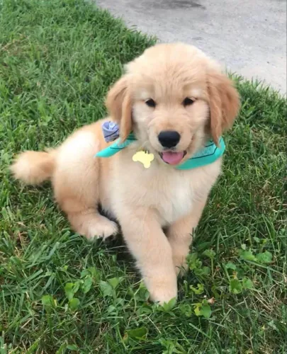 Filhote Golden Retriever, prontos para espalhar amor e alegria na sua vida!